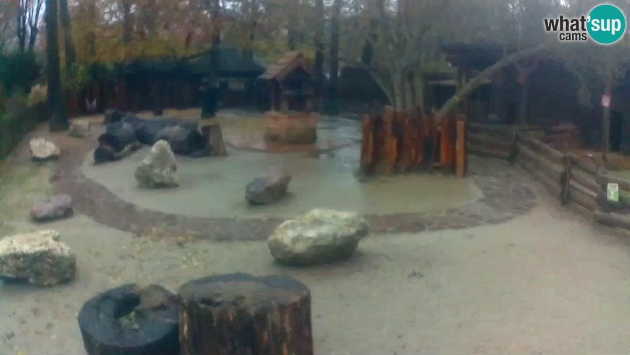 Zoo Zagreb – Haubenkapuziner