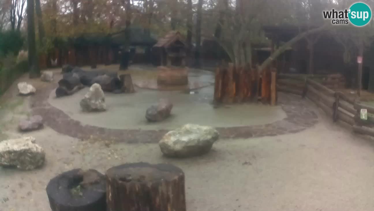 Zoo Zagreb –  Mono maicero