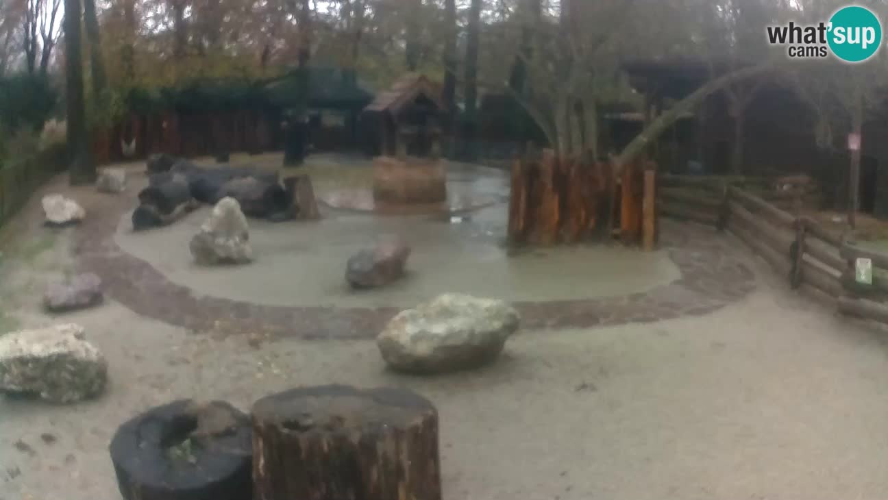 Zoo Zagreb –  Mono maicero