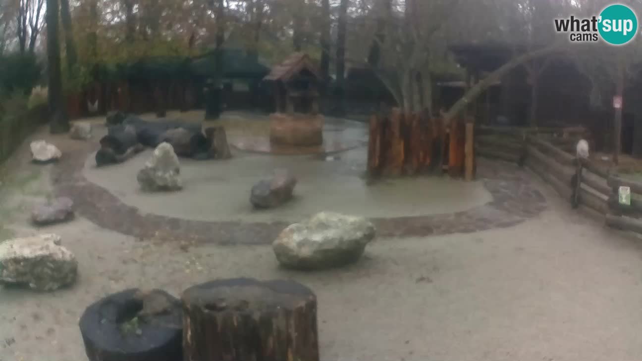 Zoo Zagreb –  Mono maicero