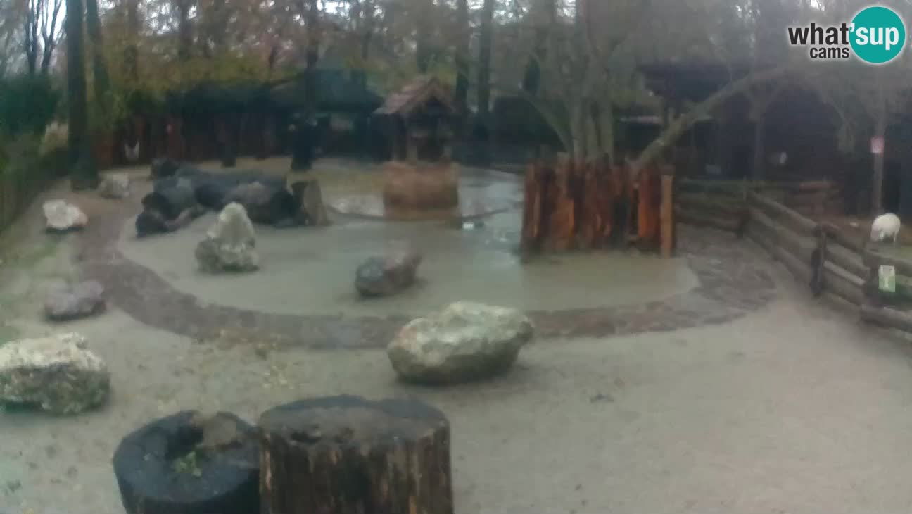 Zoo Zagreb – Cebo dai cornetti