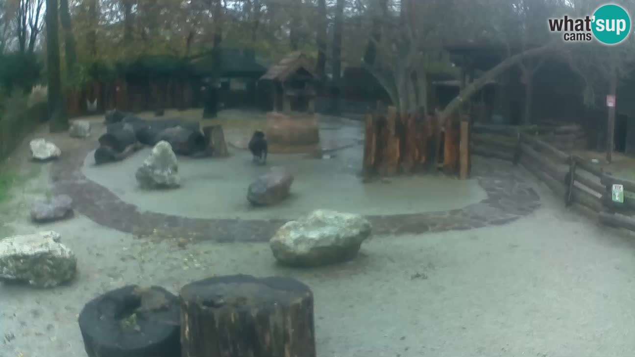 Zoo Zagreb –  Mono maicero