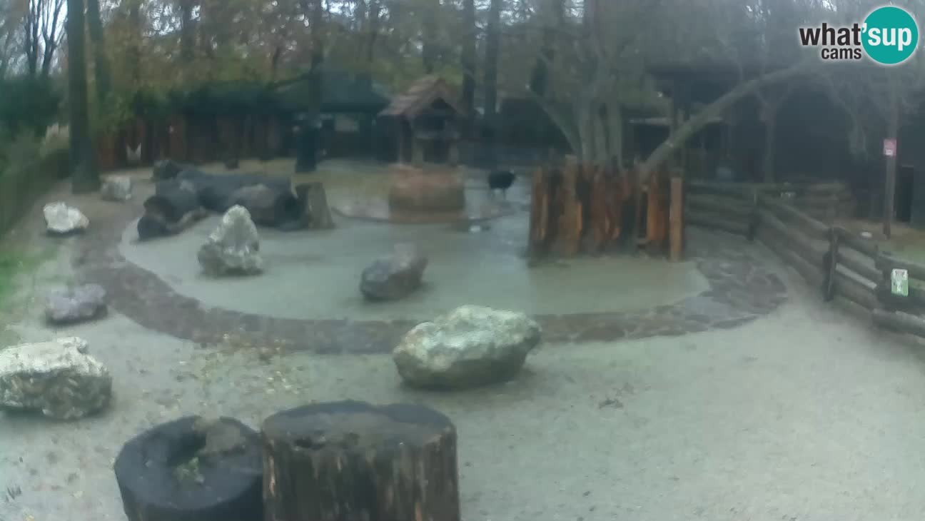 Zoo Zagreb –  Mono maicero