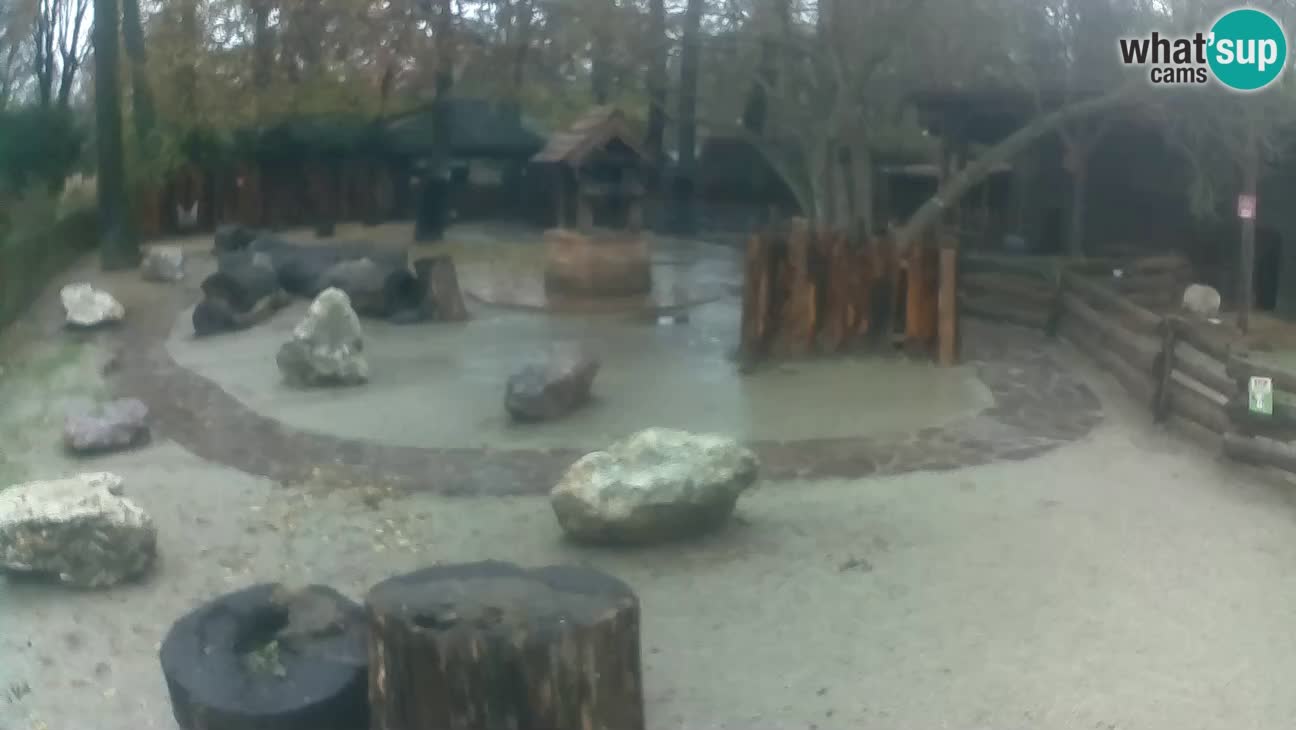 Zoo Zagreb – Haubenkapuziner