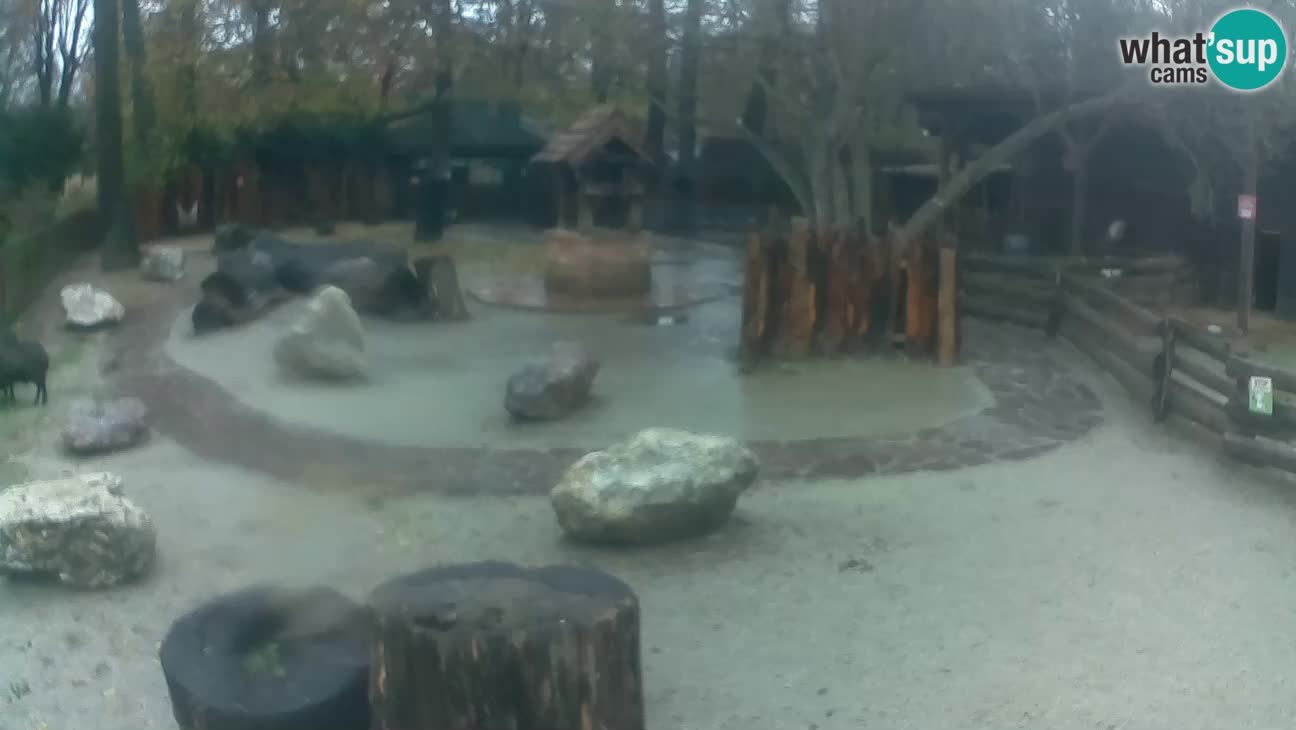 Zoo Zagreb – Rjava kapucinka