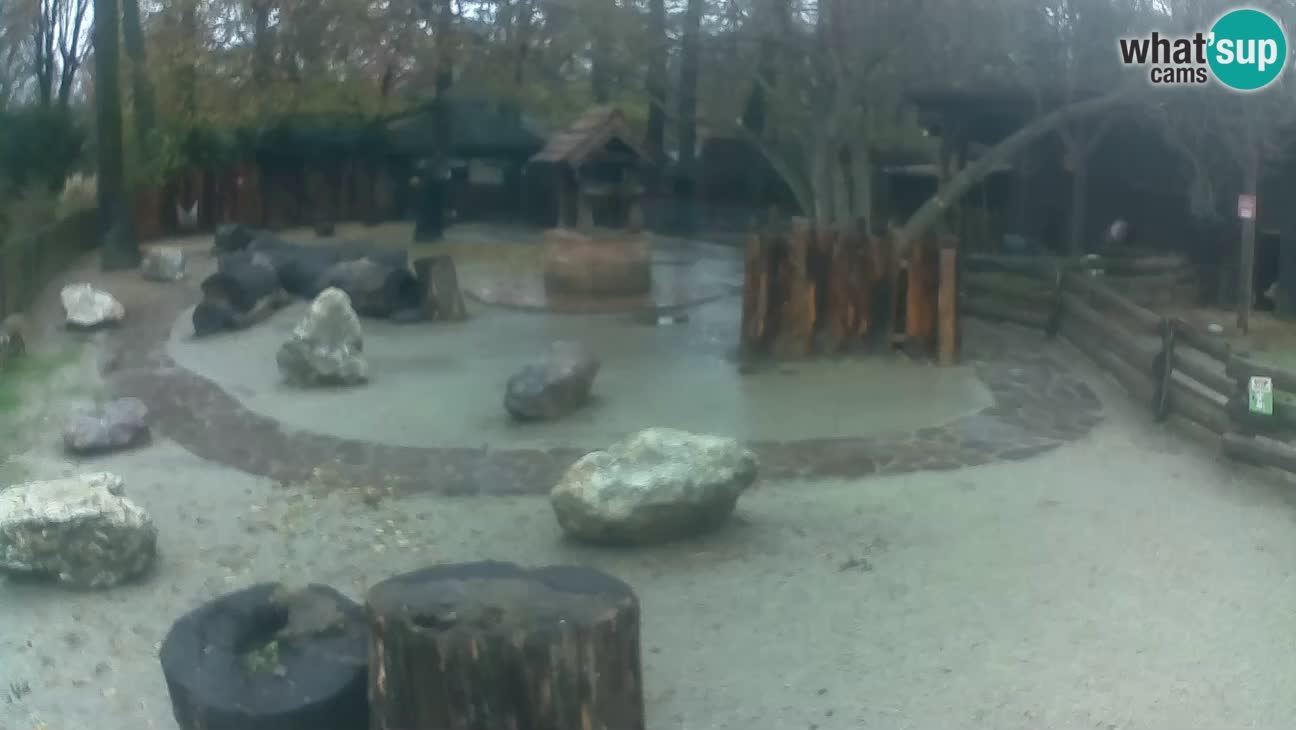 Zoo Zagreb – Rjava kapucinka