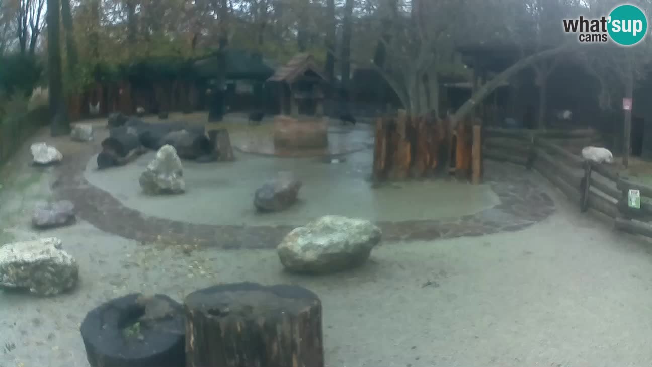 Zoo Zagreb – Haubenkapuziner