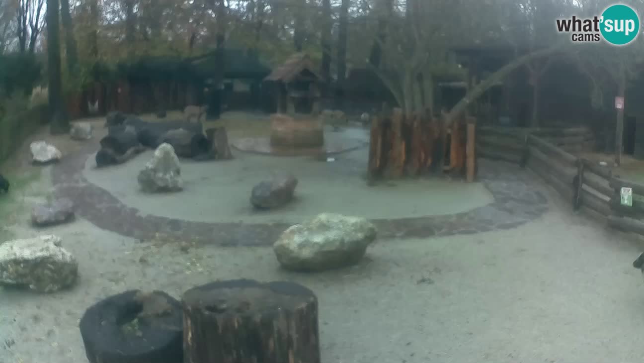 Zoo Zagreb – Haubenkapuziner