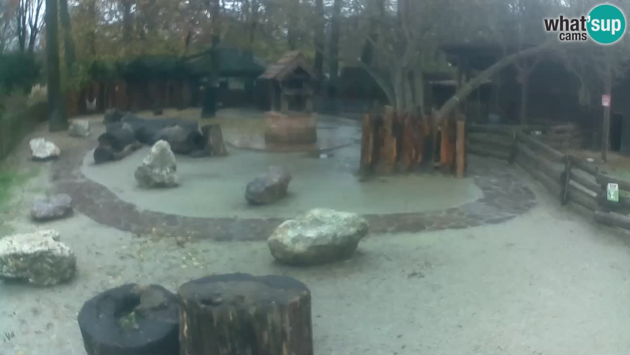 Zoo Zagreb – Cebo dai cornetti