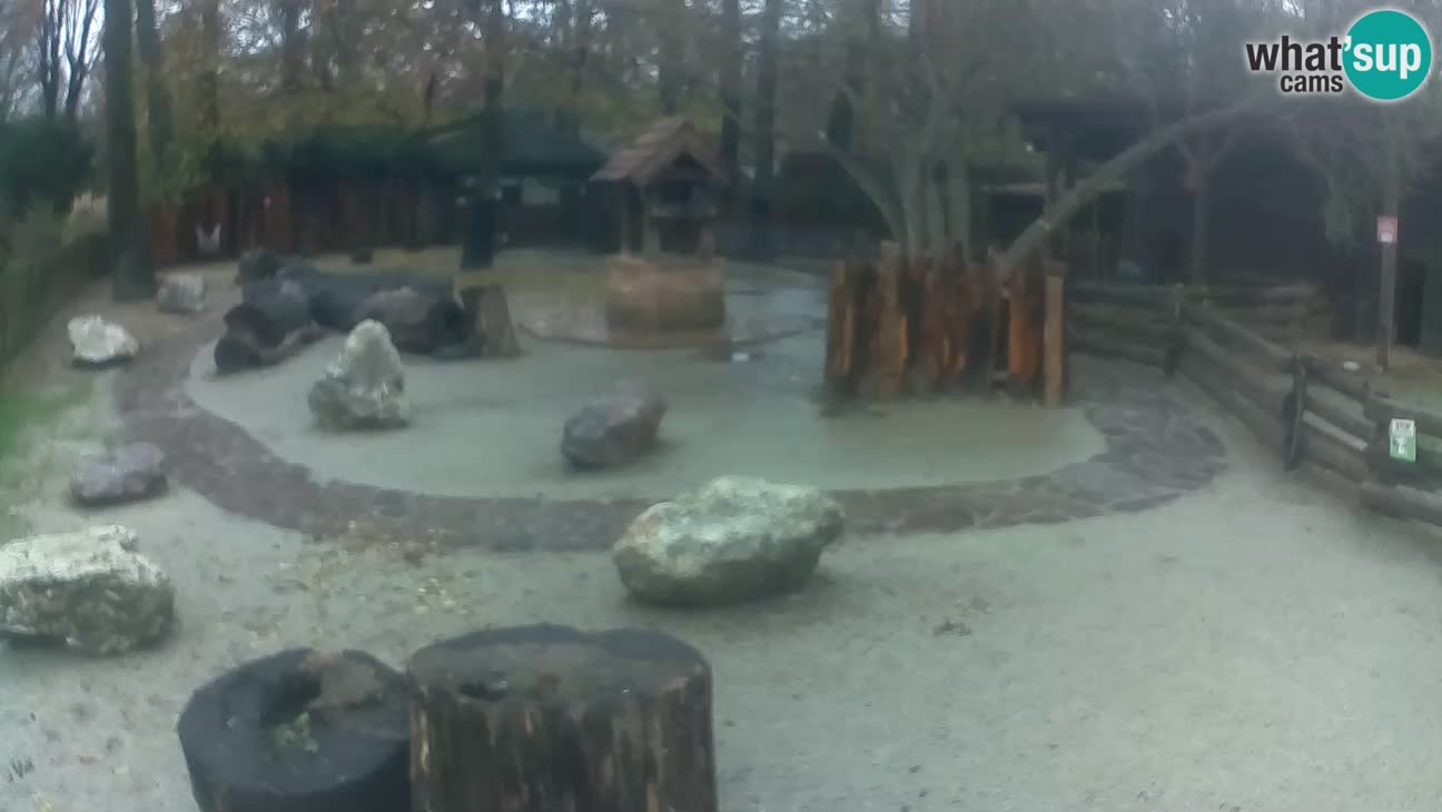 Zoo Zagreb – Rjava kapucinka