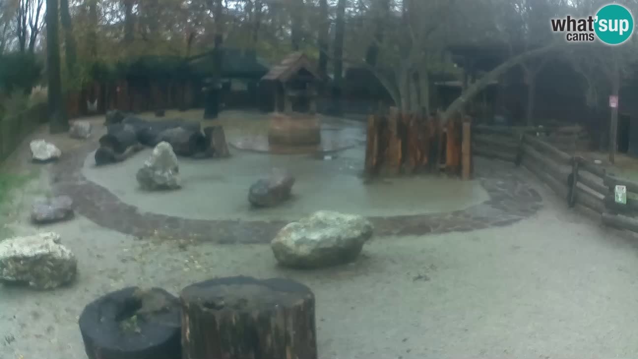 Zoo Zagreb – Rjava kapucinka