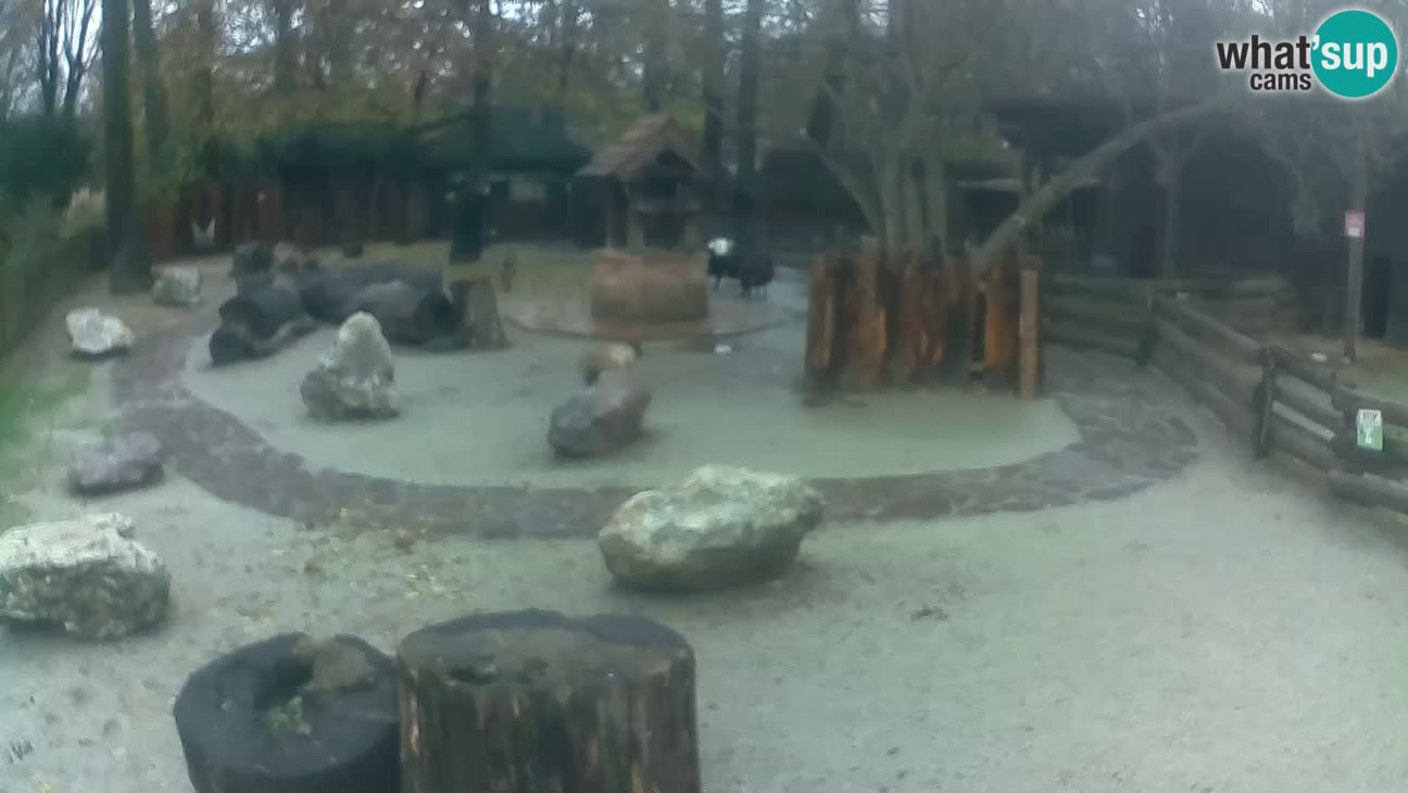 Zoo Zagreb – Cebo dai cornetti