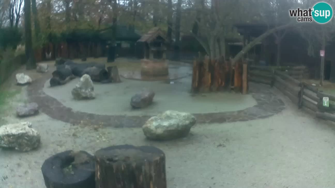 Zoo Zagreb – Rjava kapucinka