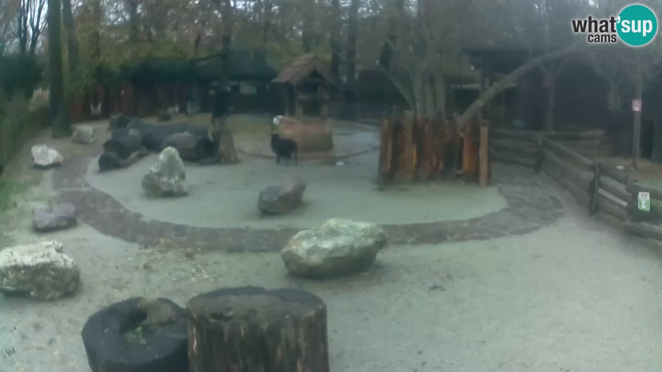 Zoo Zagreb – Cebo dai cornetti