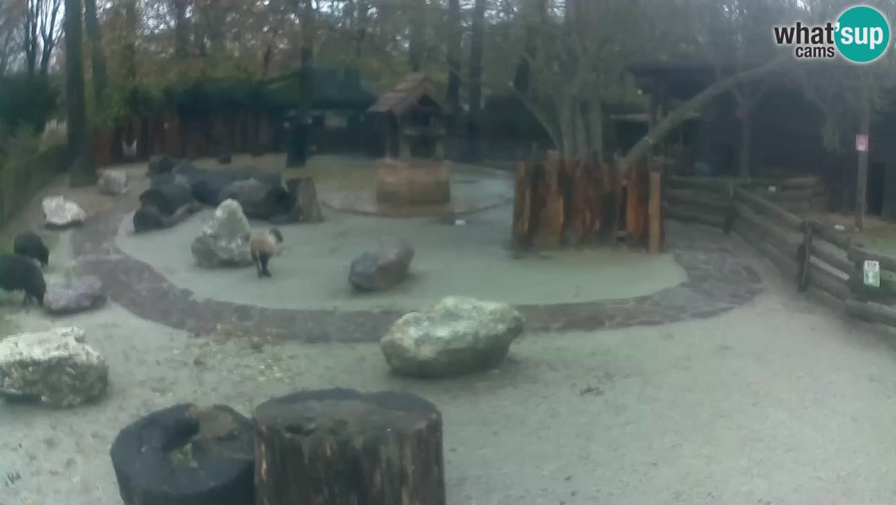 Zoo Zagreb – Haubenkapuziner