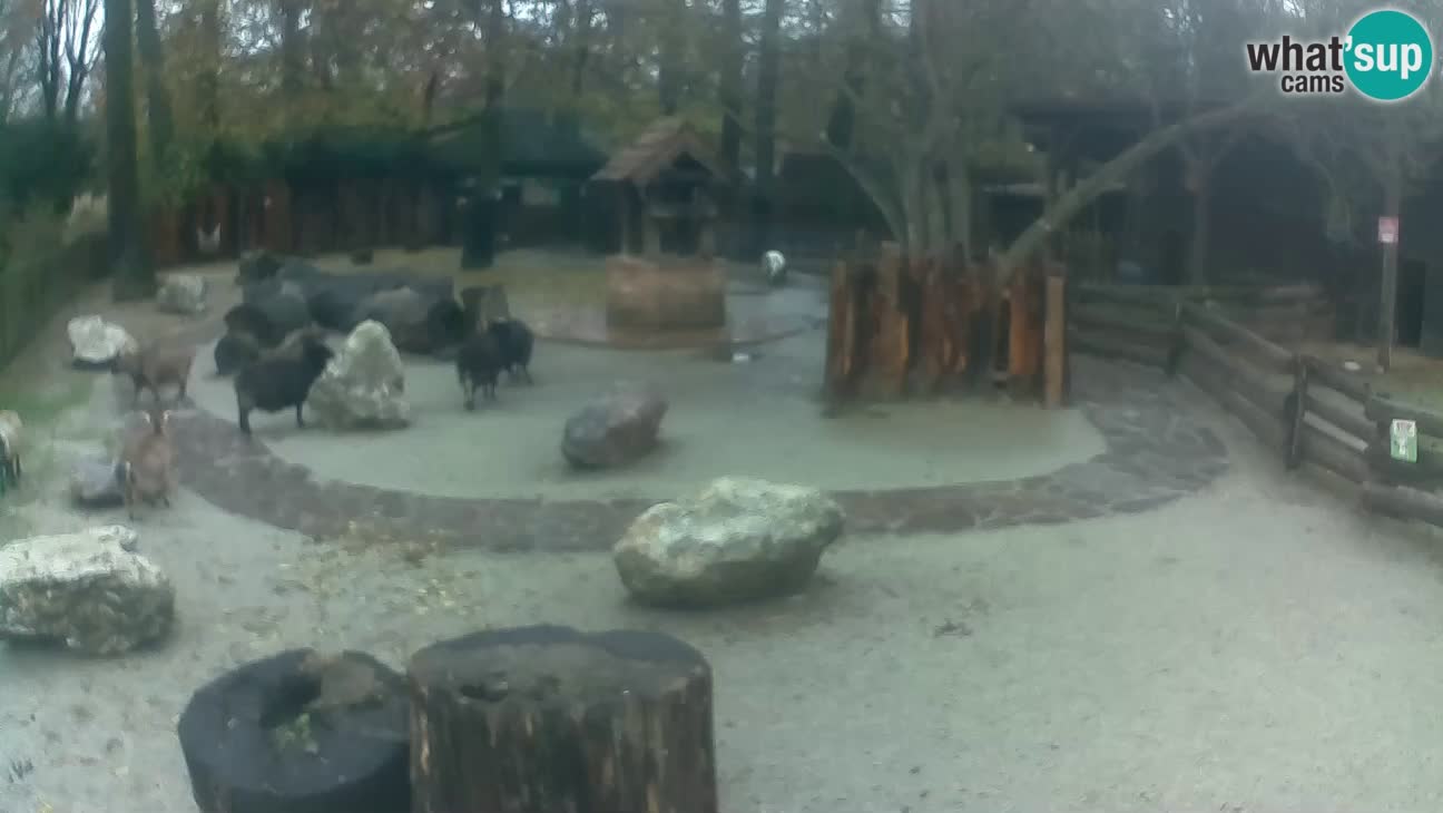 Zoo Zagreb – Haubenkapuziner