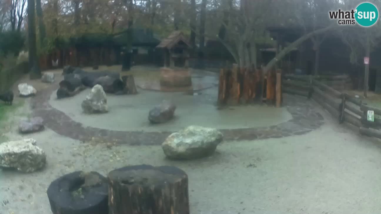 Zoo Zagreb – Haubenkapuziner