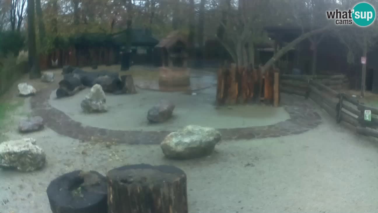 Zoo Zagreb – Rjava kapucinka