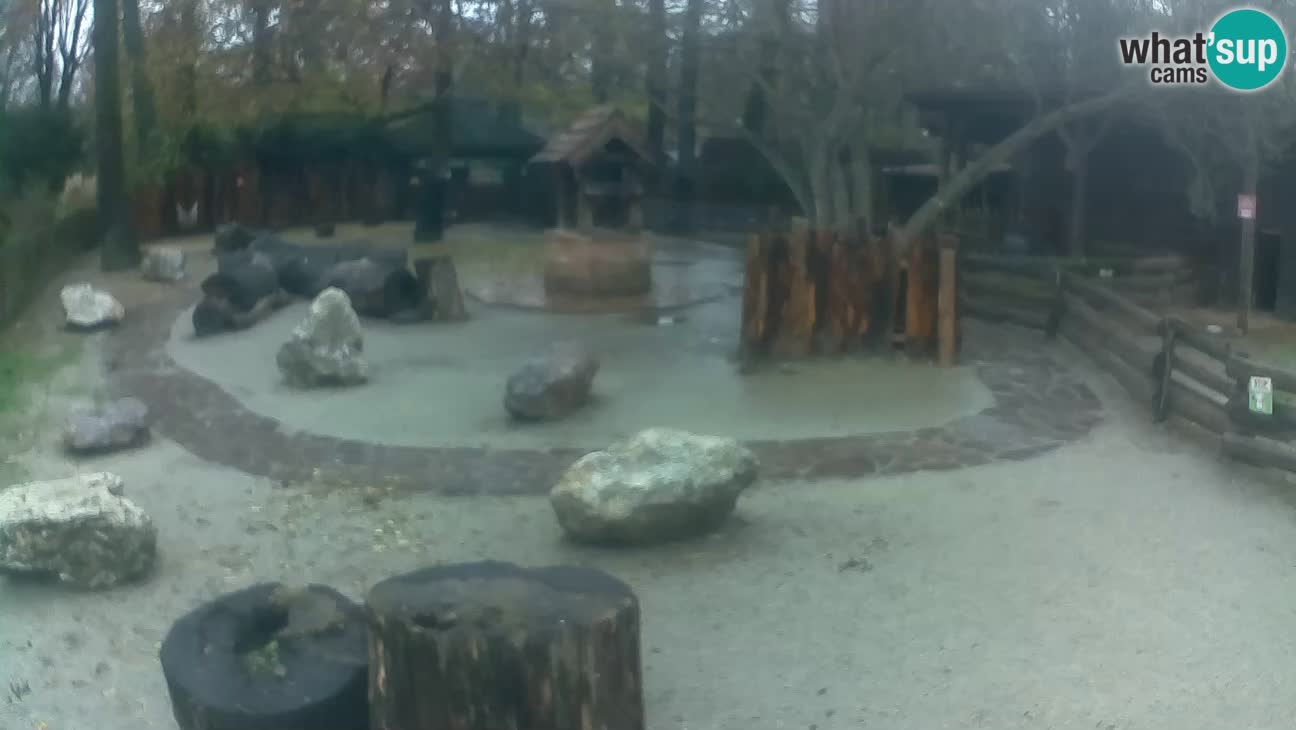 Zoo Zagreb – Rjava kapucinka