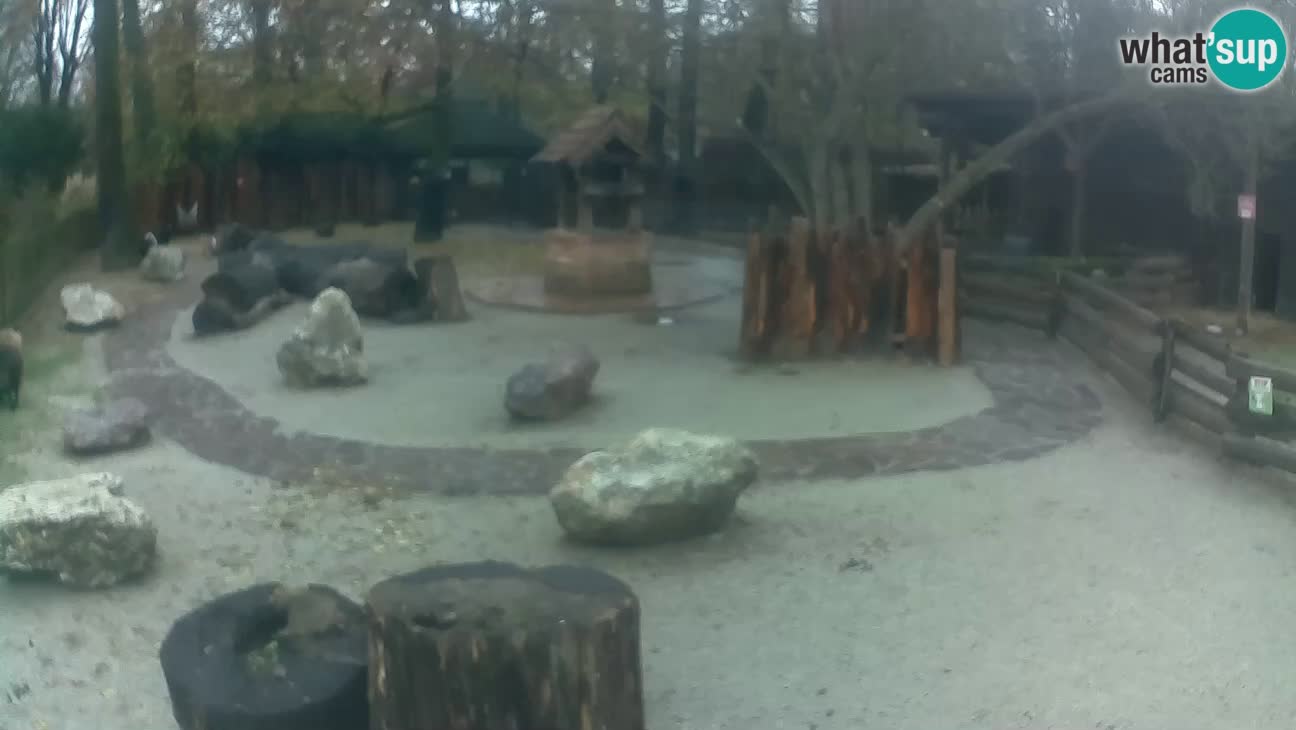 Zoo Zagreb – Rjava kapucinka