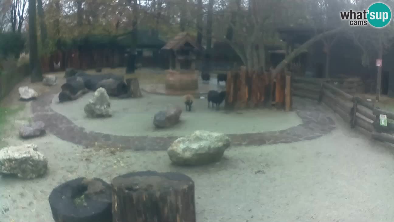 Zoo Zagreb – Rjava kapucinka