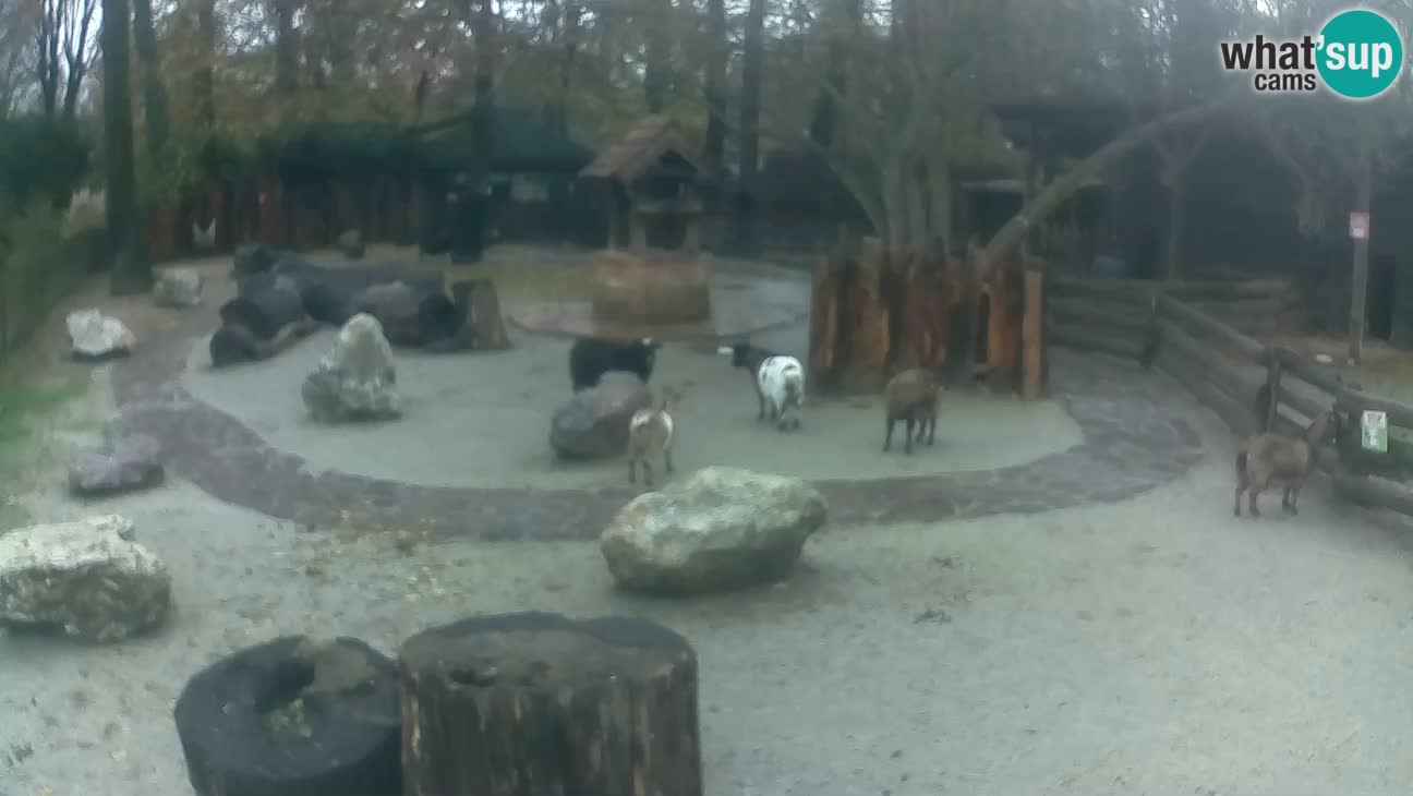 Zoo Zagreb – Cebo dai cornetti