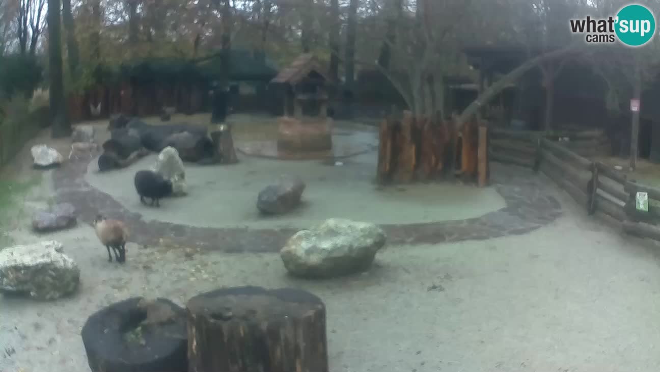 Zoo Zagreb –  Mono maicero