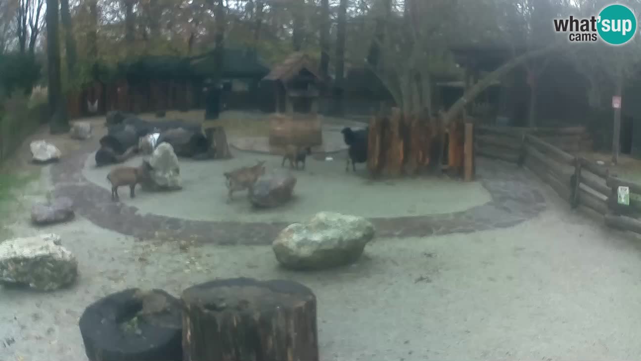 Zoo Zagreb – Cebo dai cornetti