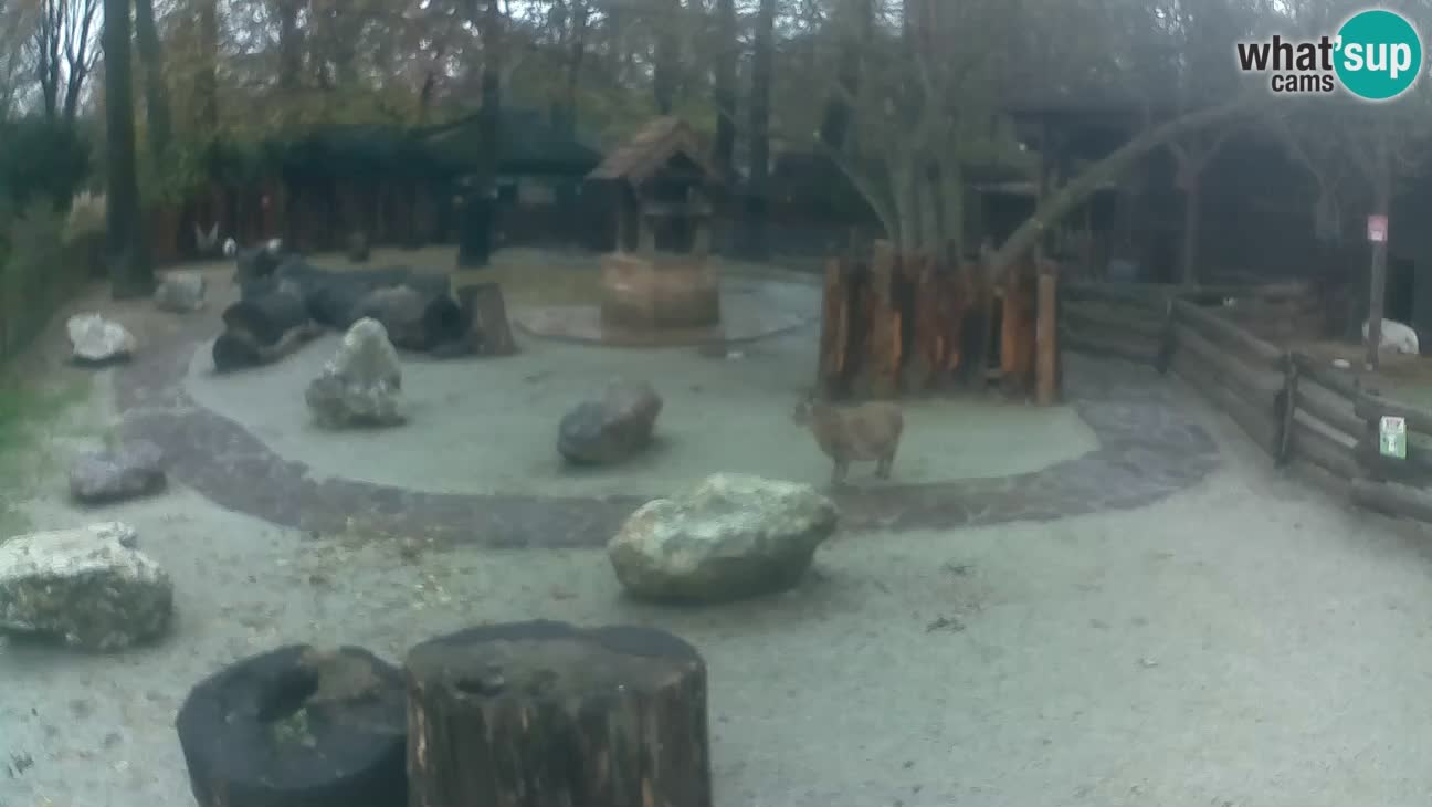 Zoo Zagreb – Rjava kapucinka