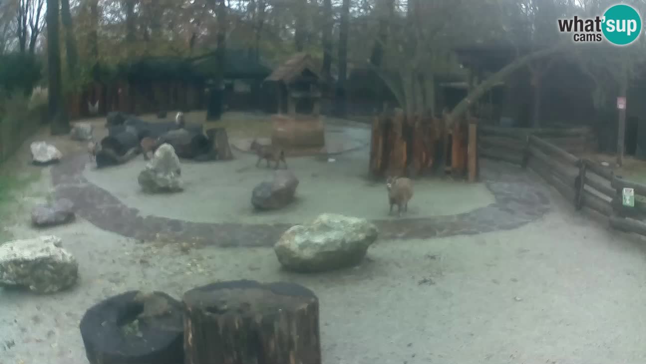 Zoo Zagreb – Rjava kapucinka