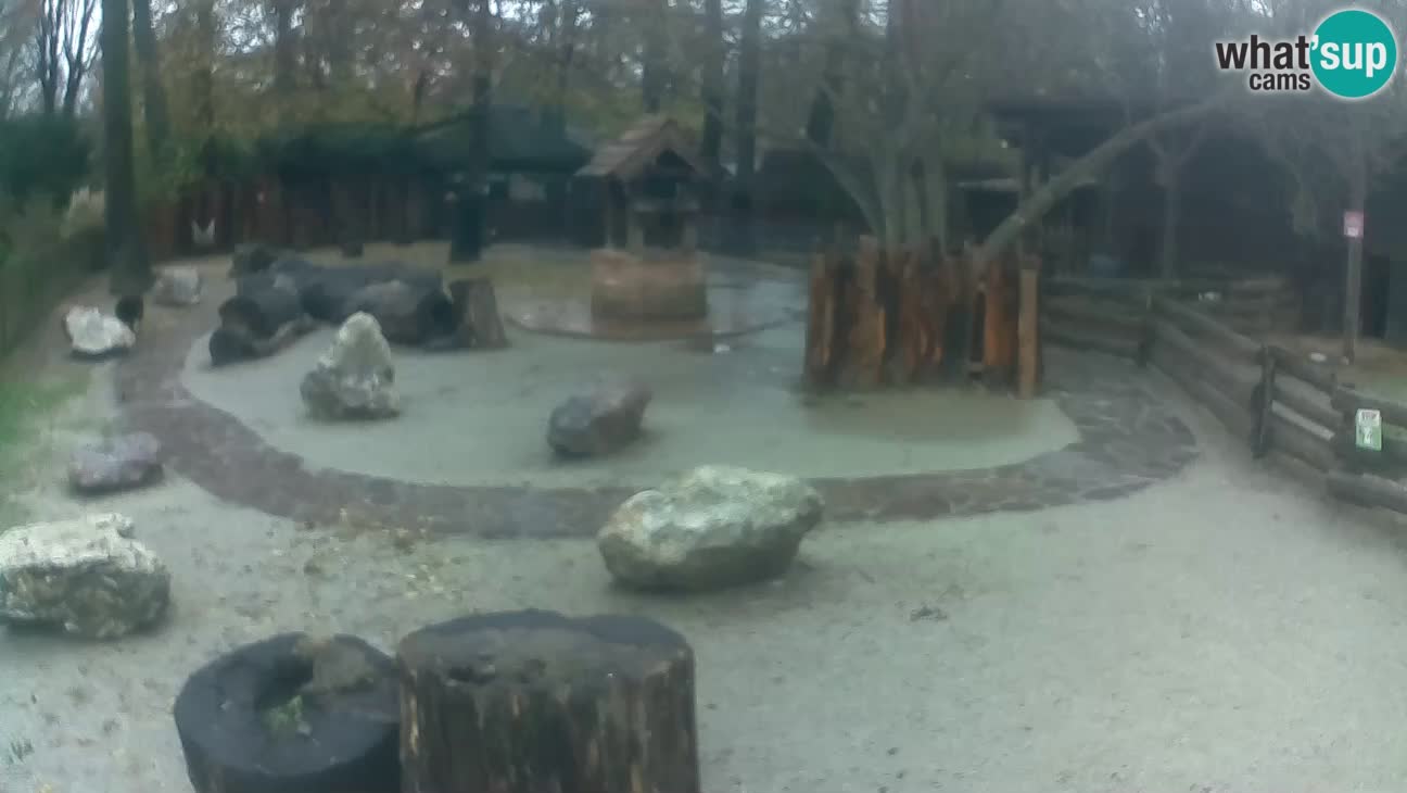 Zoo Zagreb – Cebo dai cornetti