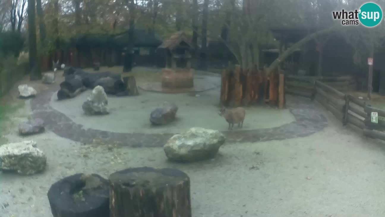 Zoo Zagreb – Rjava kapucinka