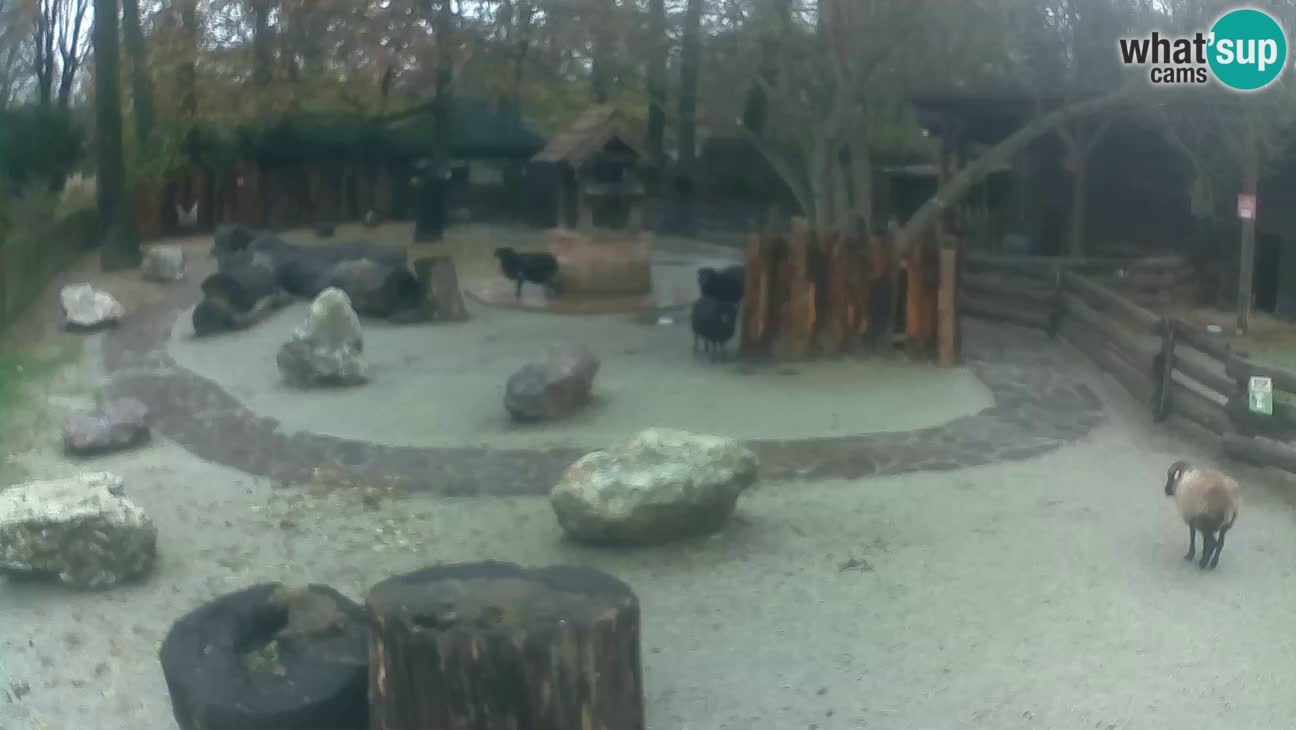 Zoo Zagreb – Haubenkapuziner