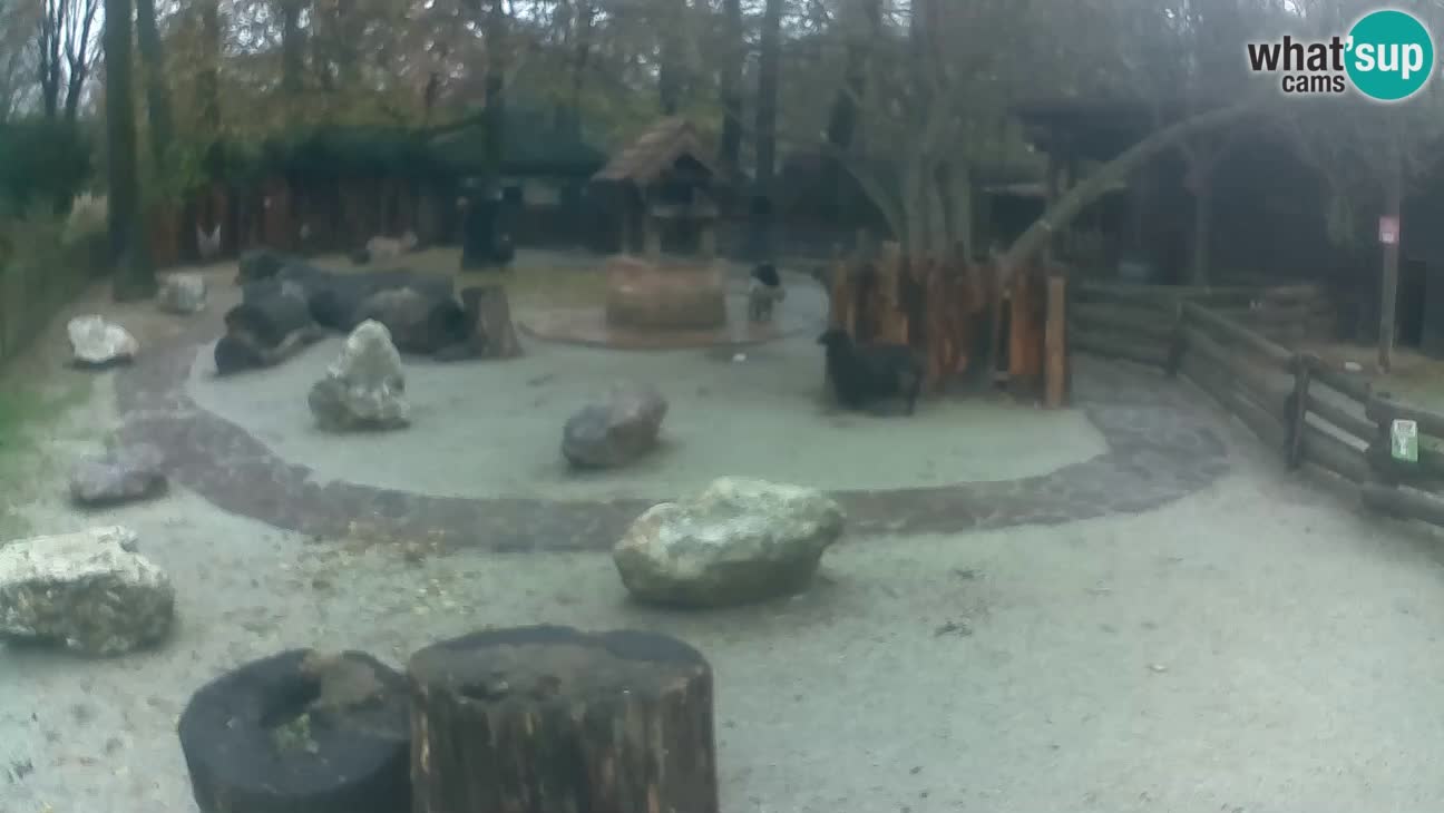 Zoo Zagreb – Rjava kapucinka