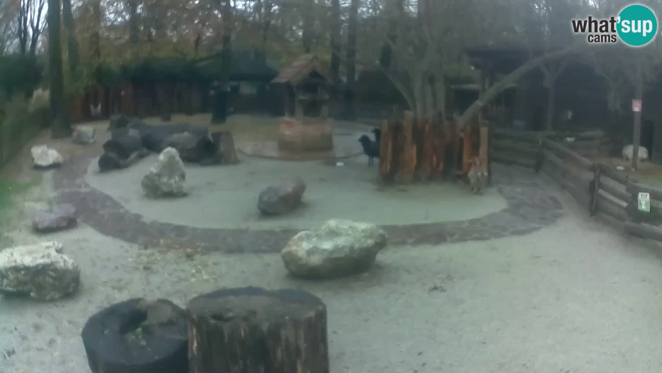 Zoo Zagreb – Haubenkapuziner