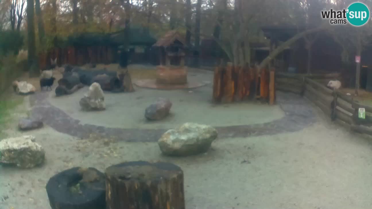 Zoo Zagreb – Rjava kapucinka