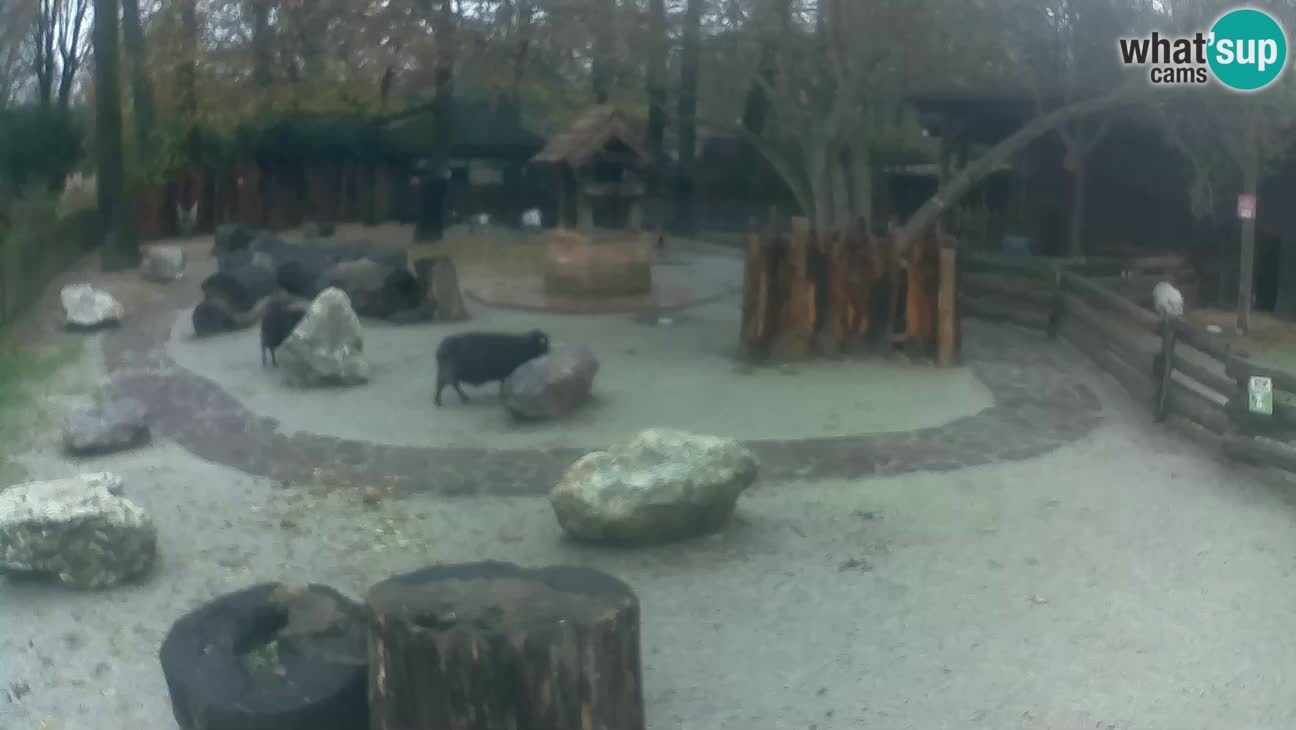 Zoo Zagreb – Cebo dai cornetti