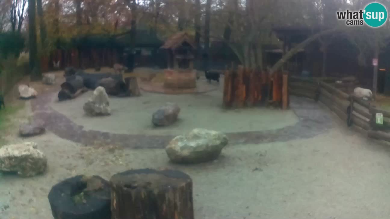 Zoo Zagreb –  Mono maicero