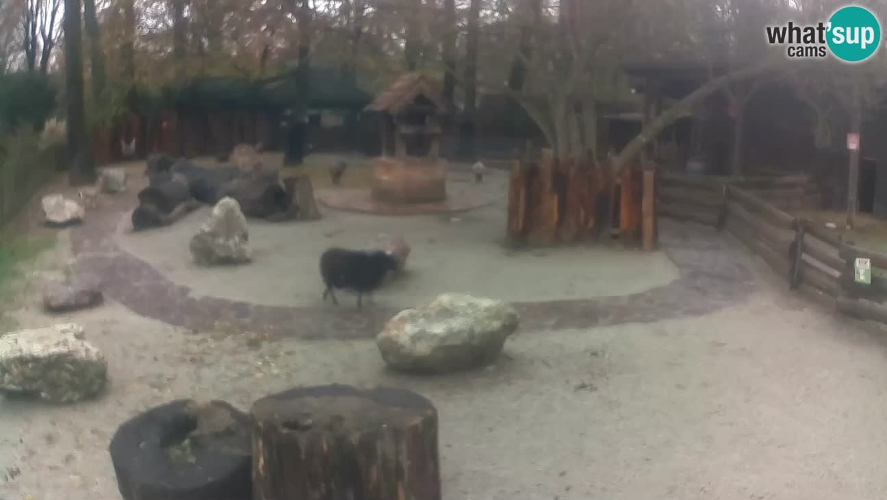 Zoo Zagreb – Rjava kapucinka