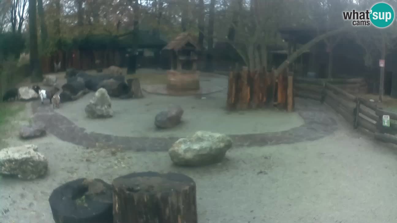 Zoo Zagreb – Cebo dai cornetti