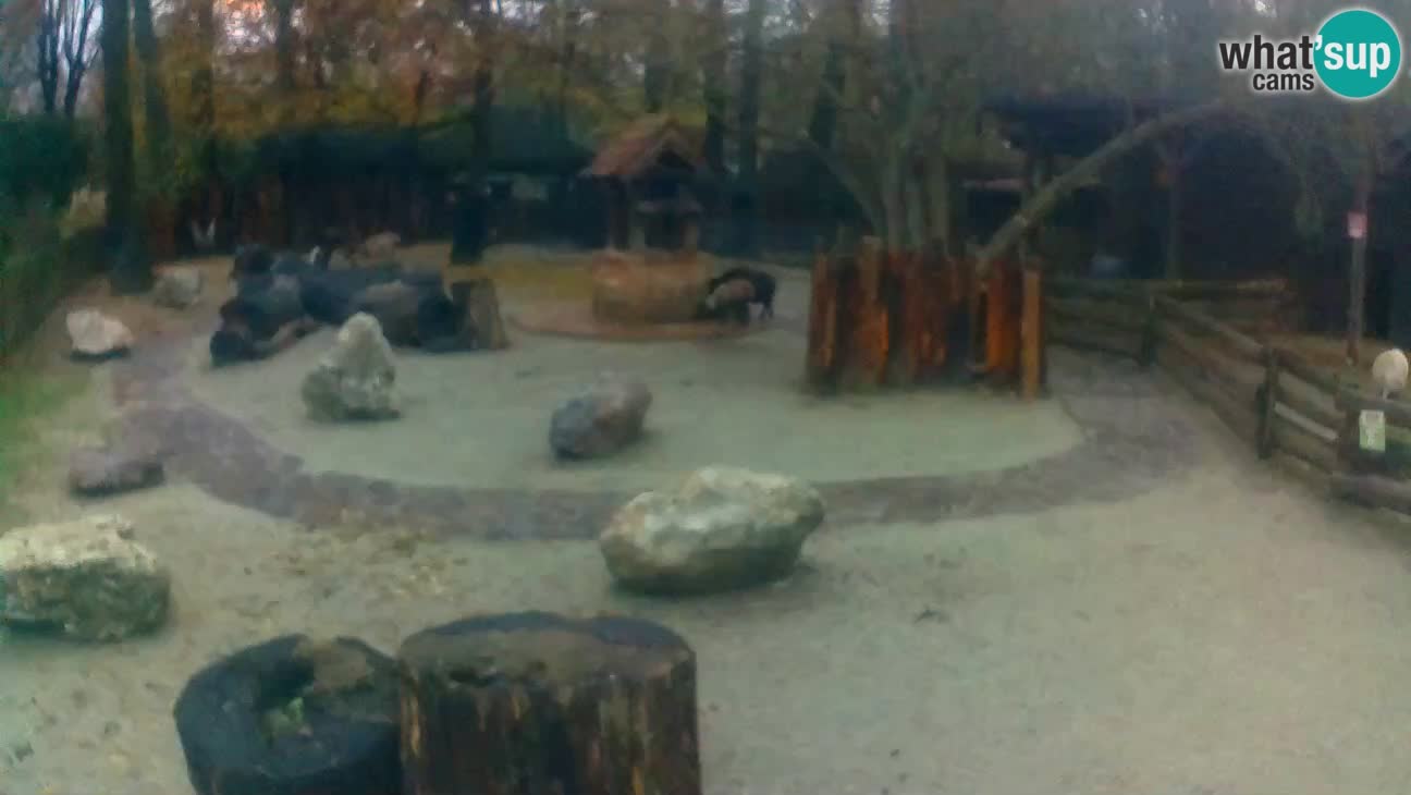 Zoo Zagreb – Haubenkapuziner