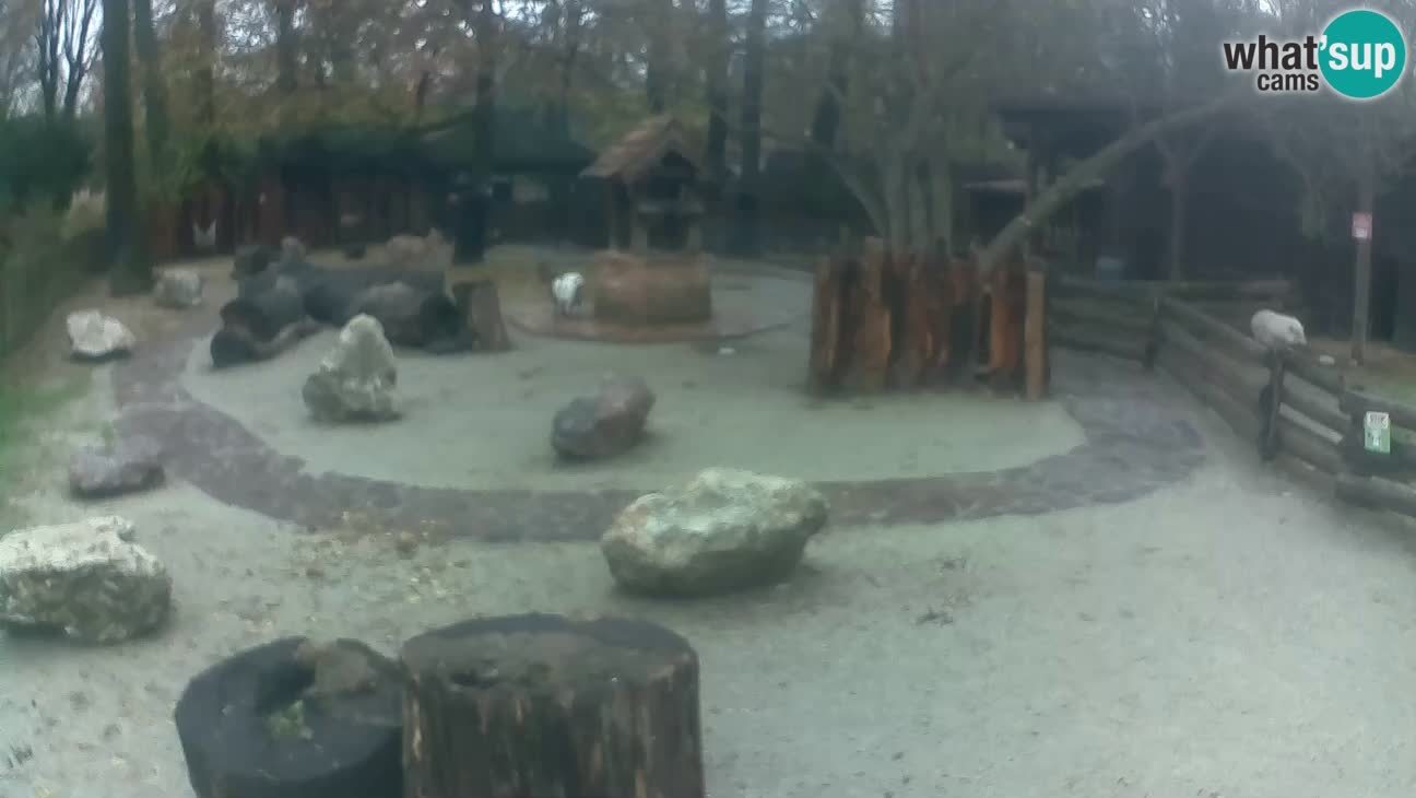 Zoo Zagreb – Rjava kapucinka