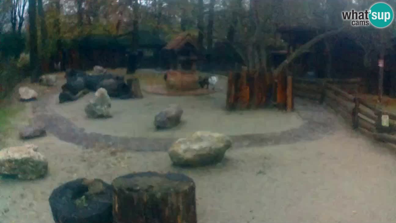 Zoo Zagreb – Rjava kapucinka