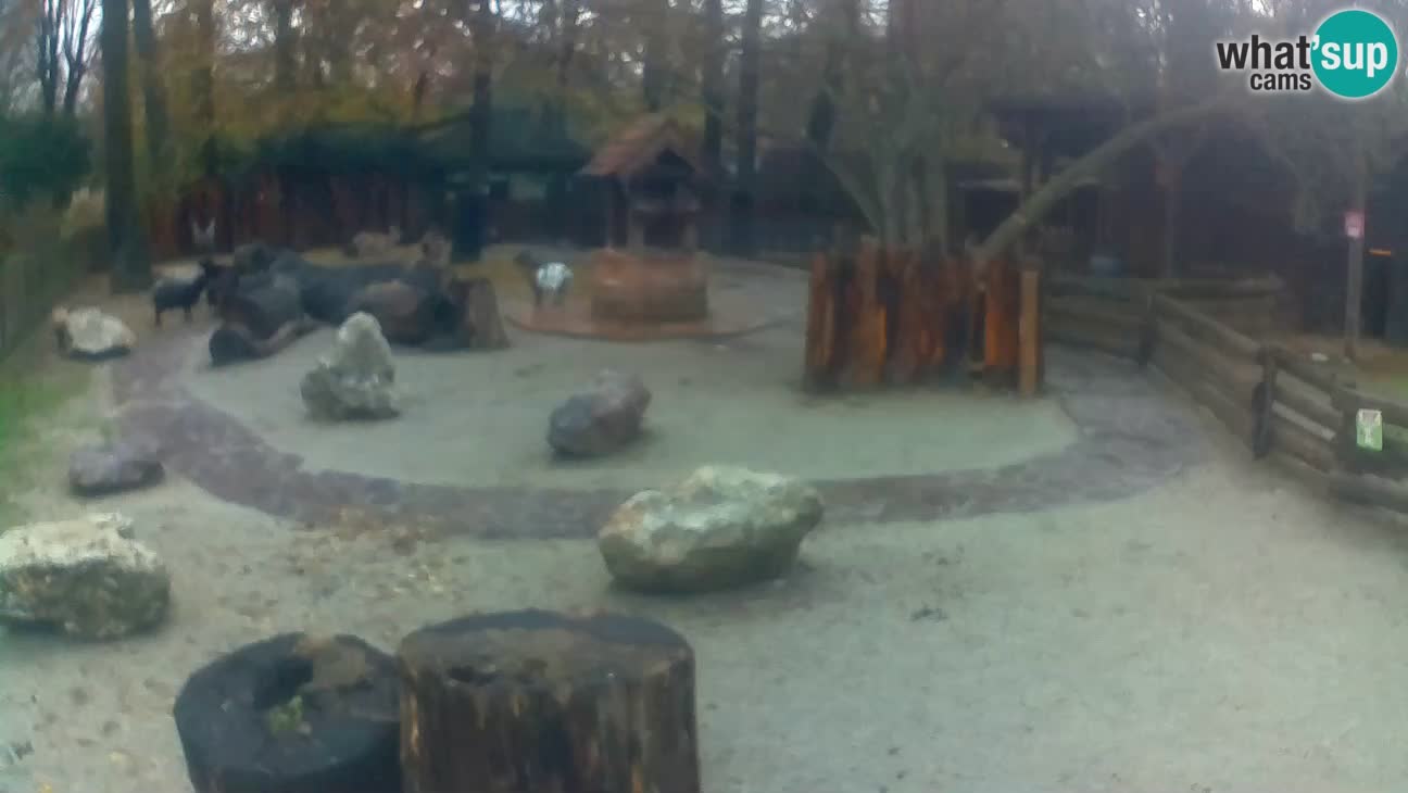 Zoo Zagreb – Cebo dai cornetti