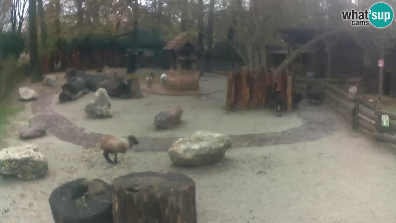 Zoo Zagreb – Rjava kapucinka