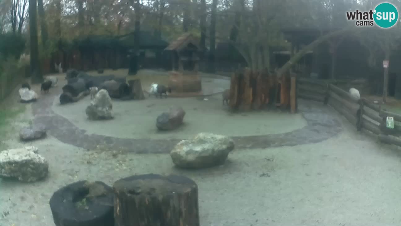 Zoo Zagreb – Haubenkapuziner