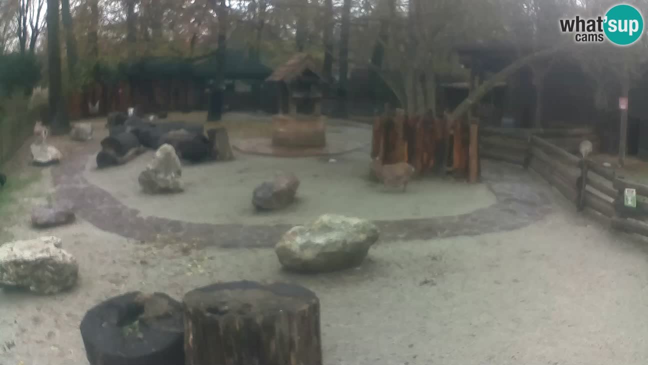 Zoo Zagreb – Haubenkapuziner