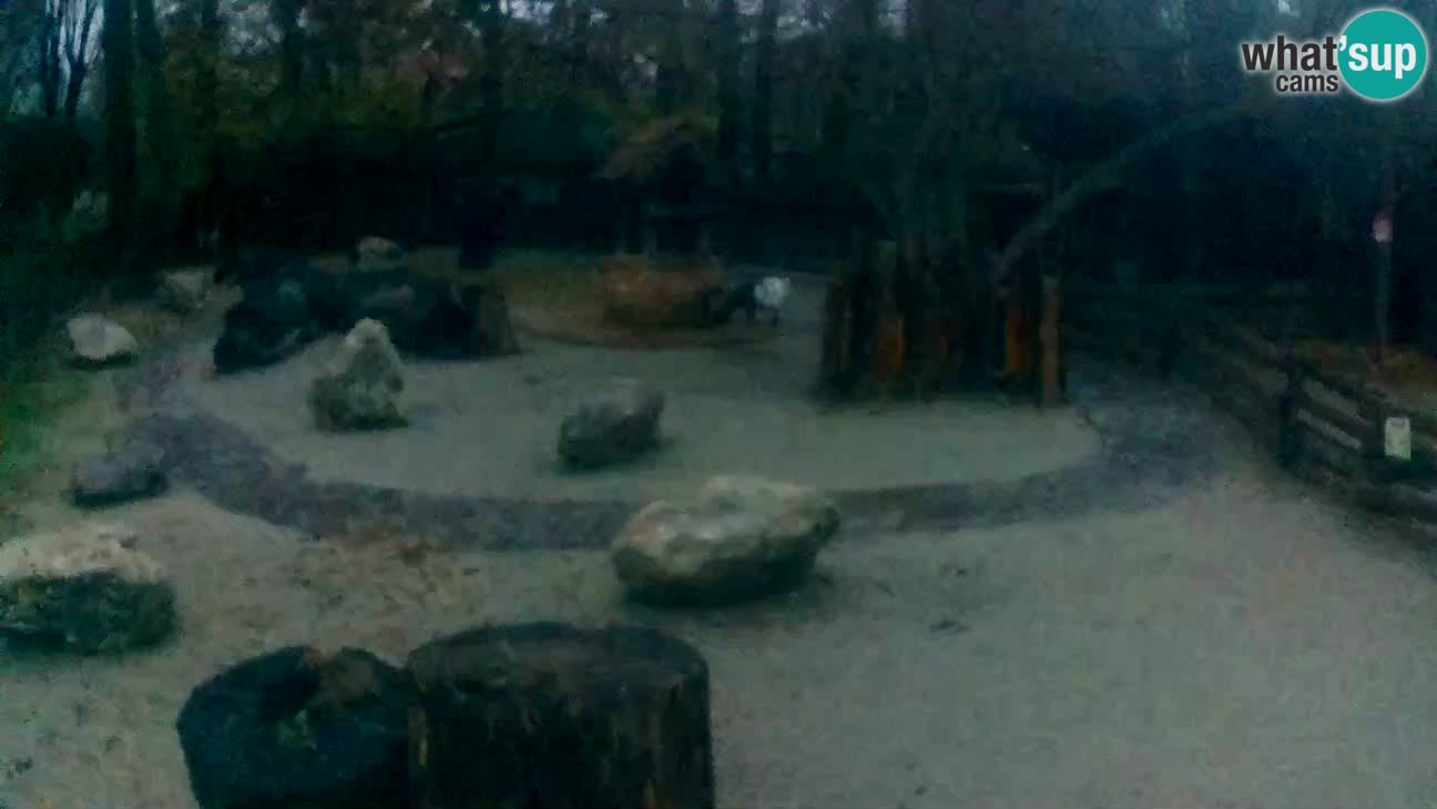 Zoo Zagreb –  Mono maicero