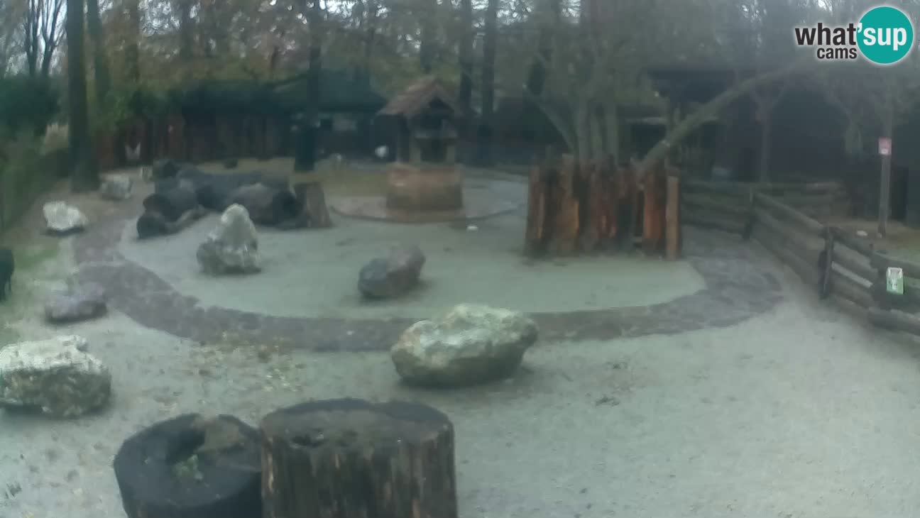 Zoo Zagreb –  Mono maicero