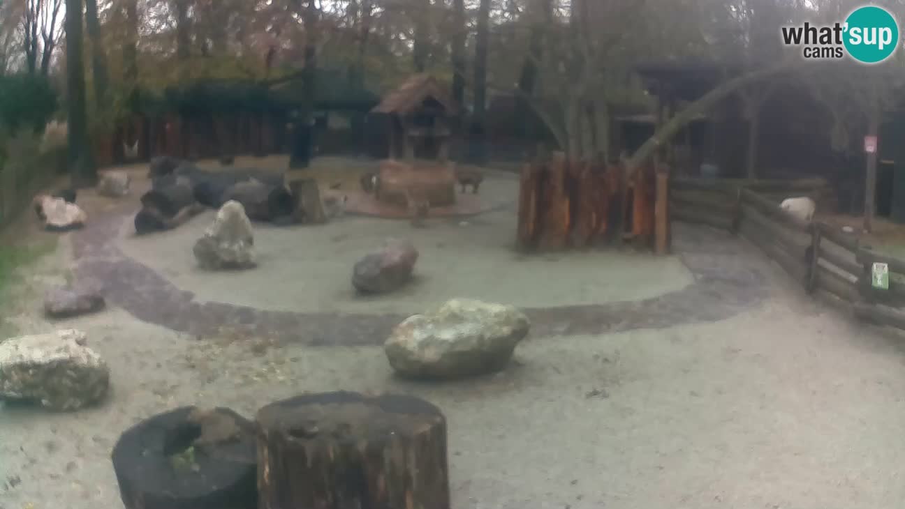 Zoo Zagreb – Rjava kapucinka